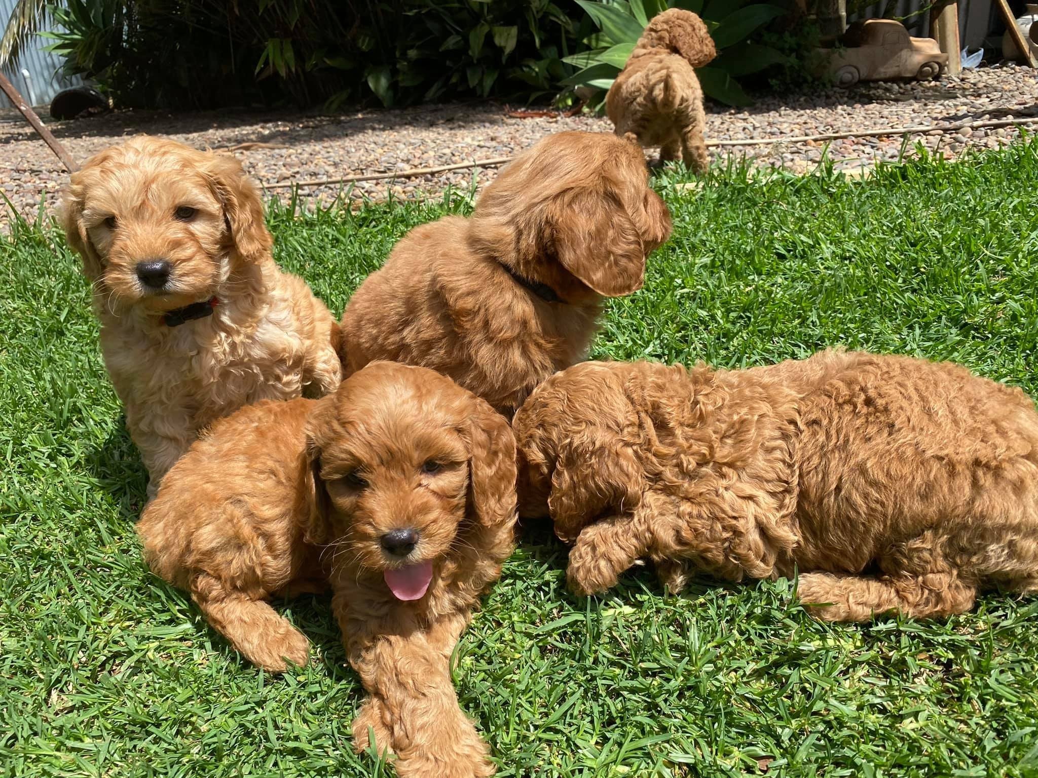 For Selling Cavoodle Puppies Miniature Groodles